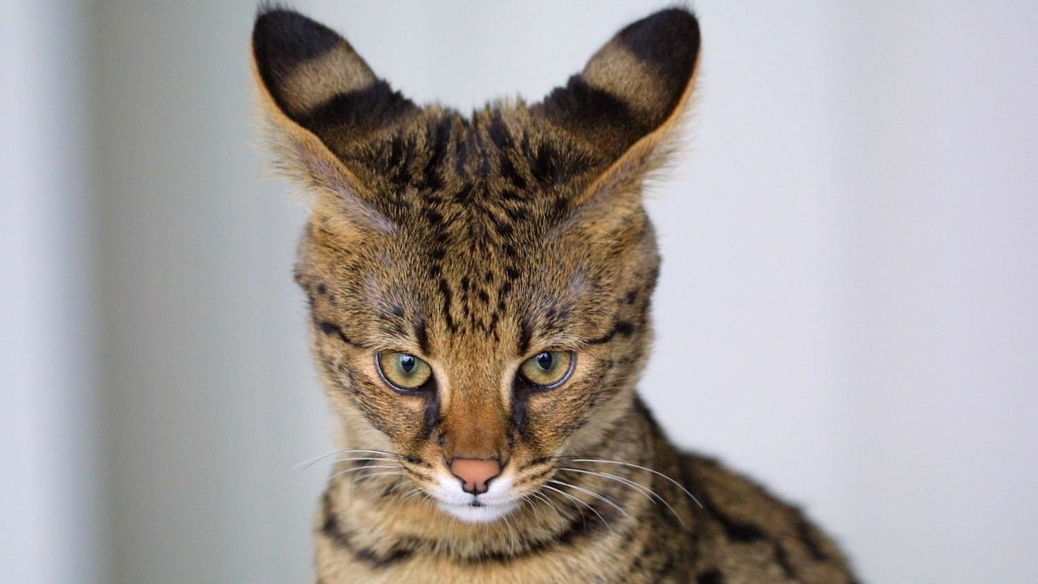 The Secret Language of Your Cat's Ears: Understanding Their Silent Signals