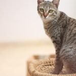 Decoding Your Cat's Gaze: What Their Stares Really Mean for You