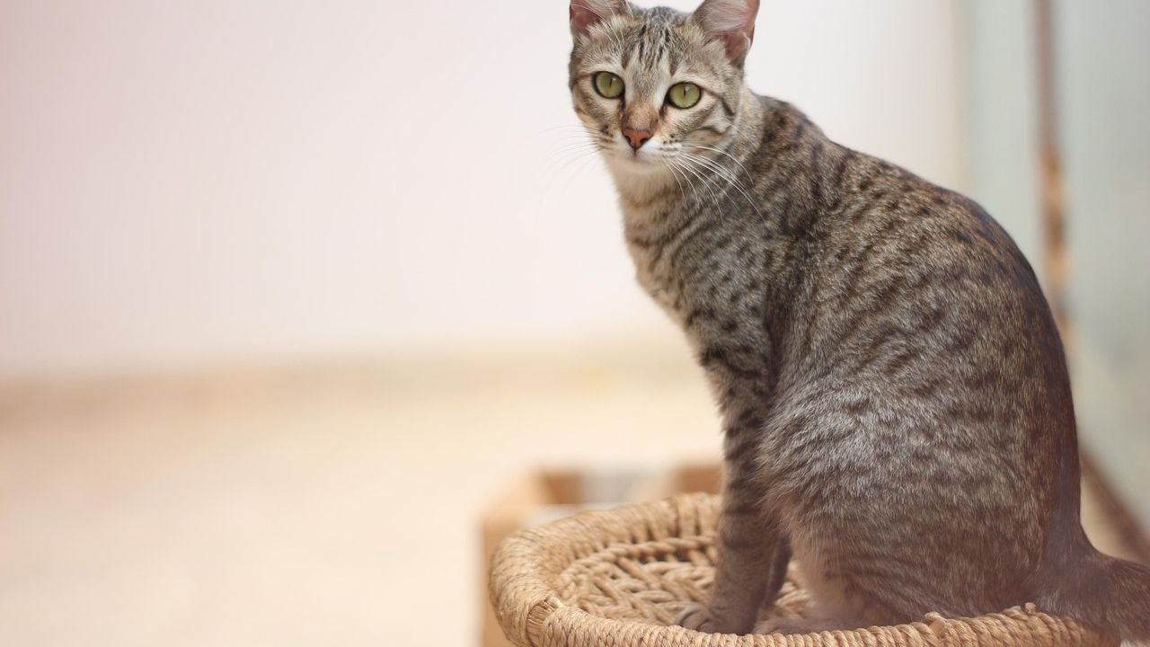 Decoding Your Cat's Gaze: What Their Stares Really Mean for You