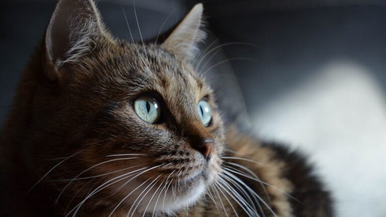 The Remarkable Ways Cats Adapt to Change: Their Resilience Revealed