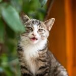 Your Cat's Unique Meow: Decoding the Individual Vocalizations of Your Feline