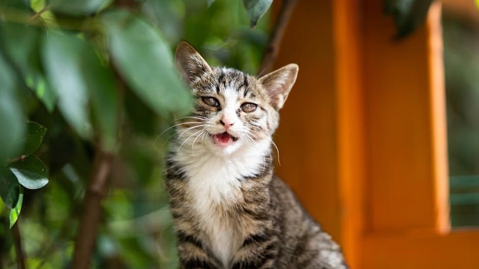 Your Cat's Unique Meow: Decoding the Individual Vocalizations of Your Feline