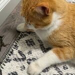 Why Your Cat Brings You 'Gifts': Unpacking Their Primitive Instincts