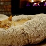 11 Cozy Cat Bed Ideas That Will Make Your Feline Friend Purr with Delight