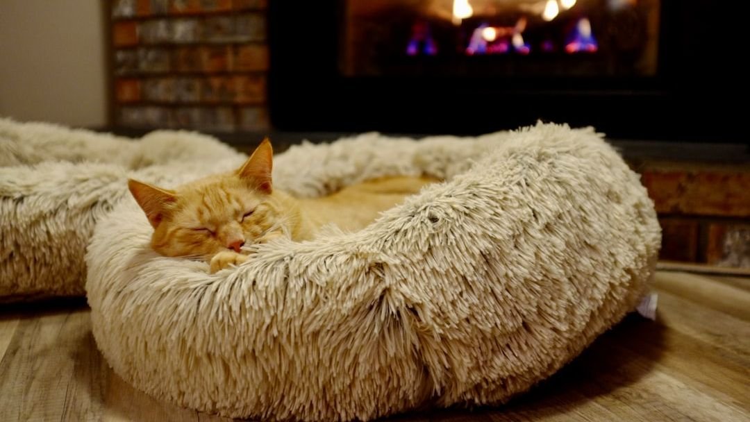 11 Cozy Cat Bed Ideas That Will Make Your Feline Friend Purr with Delight