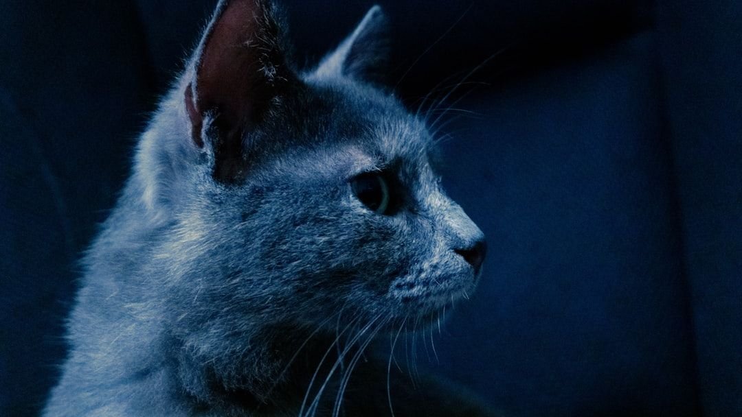Your Cat's Nightly Rituals Are More Important Than You Think
