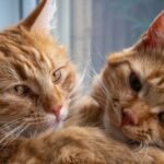 Forget What You Heard: Cats Are Not Solitary Creatures (Here's Proof)