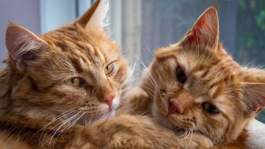 Forget What You Heard: Cats Are Not Solitary Creatures (Here's Proof)