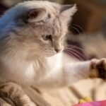 It's Time to Rethink Your Cat's Playtime: Elevate Their Mental Game