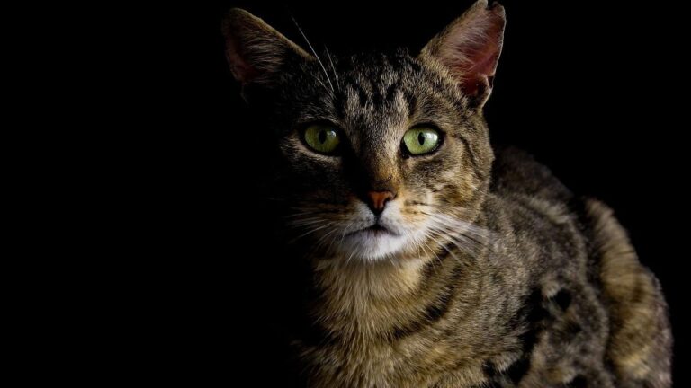 Your Cat's Night Vision Is Far More Incredible Than You Imagine