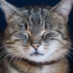 The Mysterious Power of Your Cat's Slow Blink: A Sign of Trust