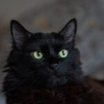 12 Common Cat Myths Debunked: What Every Owner Needs to Know