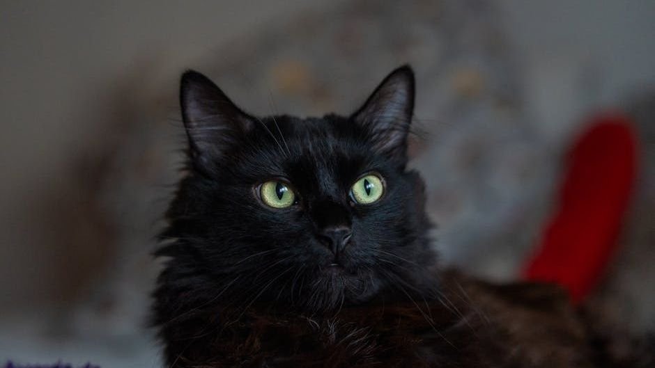 12 Common Cat Myths Debunked: What Every Owner Needs to Know