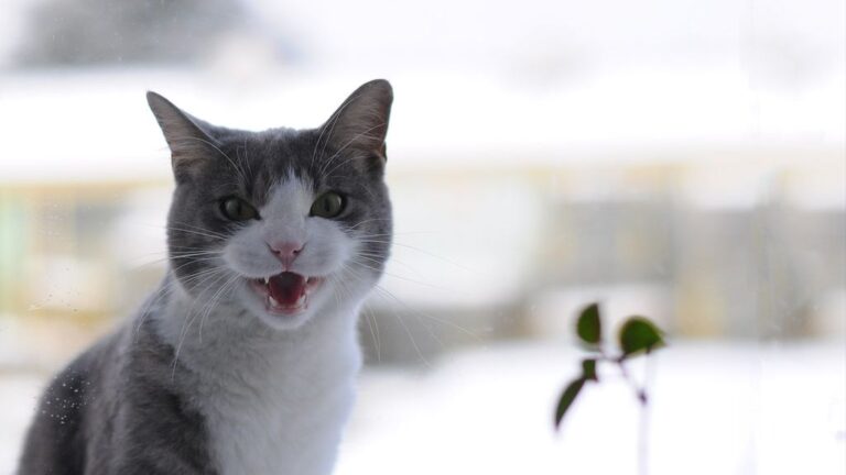 Why Do Cats Chirp? Unraveling This Curious Feline Vocalization