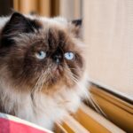 10 Cat Breeds Renowned for Their Gentle and Calm Demeanor