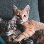 What Are the Unseen Benefits of a Multi-Cat Household?