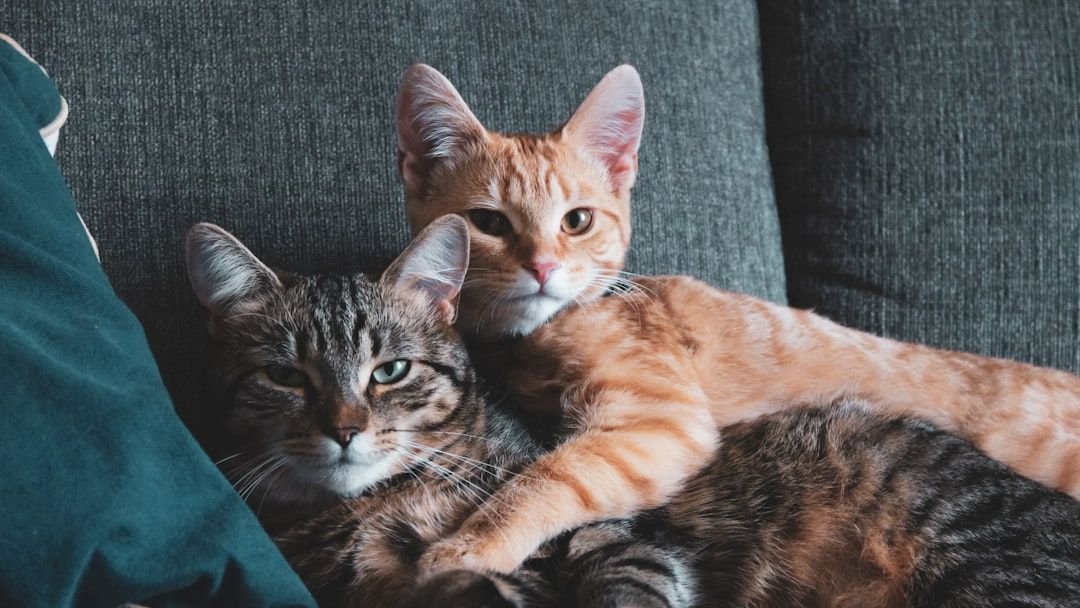 What Are the Unseen Benefits of a Multi-Cat Household?