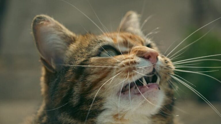 Is Your Cat a 'Talker'? Understanding Their Unique Vocal Repertoire