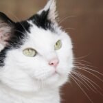 Can Cats Truly Forgive and Forget? Exploring Feline Memory
