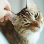 9 Things Cats Do That Prove They're Always Watching Over You