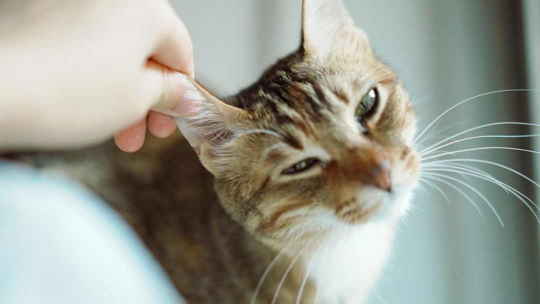 9 Things Cats Do That Prove They're Always Watching Over You