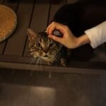 The Real Reason Your Cat Follows You Everywhere (It's Adorable!)