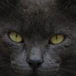 What It Means When Your Cat Stares at You (It's Not Always Creepy!)