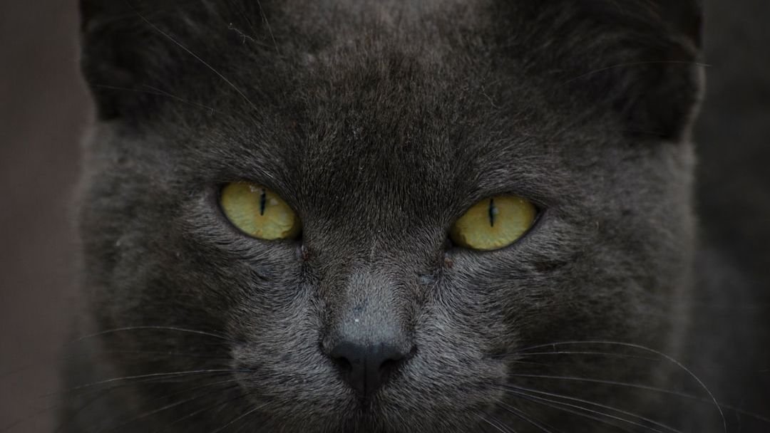 What It Means When Your Cat Stares at You (It's Not Always Creepy!)