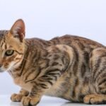 12 Cat Breeds That Act More Like Dogs (and Why You'll Love It)