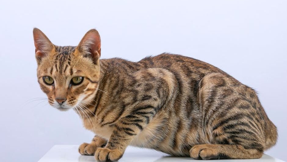 12 Cat Breeds That Act More Like Dogs (and Why You'll Love It)