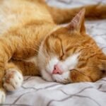 What Your Cat's Sleeping Position Reveals About Their Trust in You