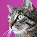 9 Common Cat Behaviors That Mean Something Completely Different Than You Think