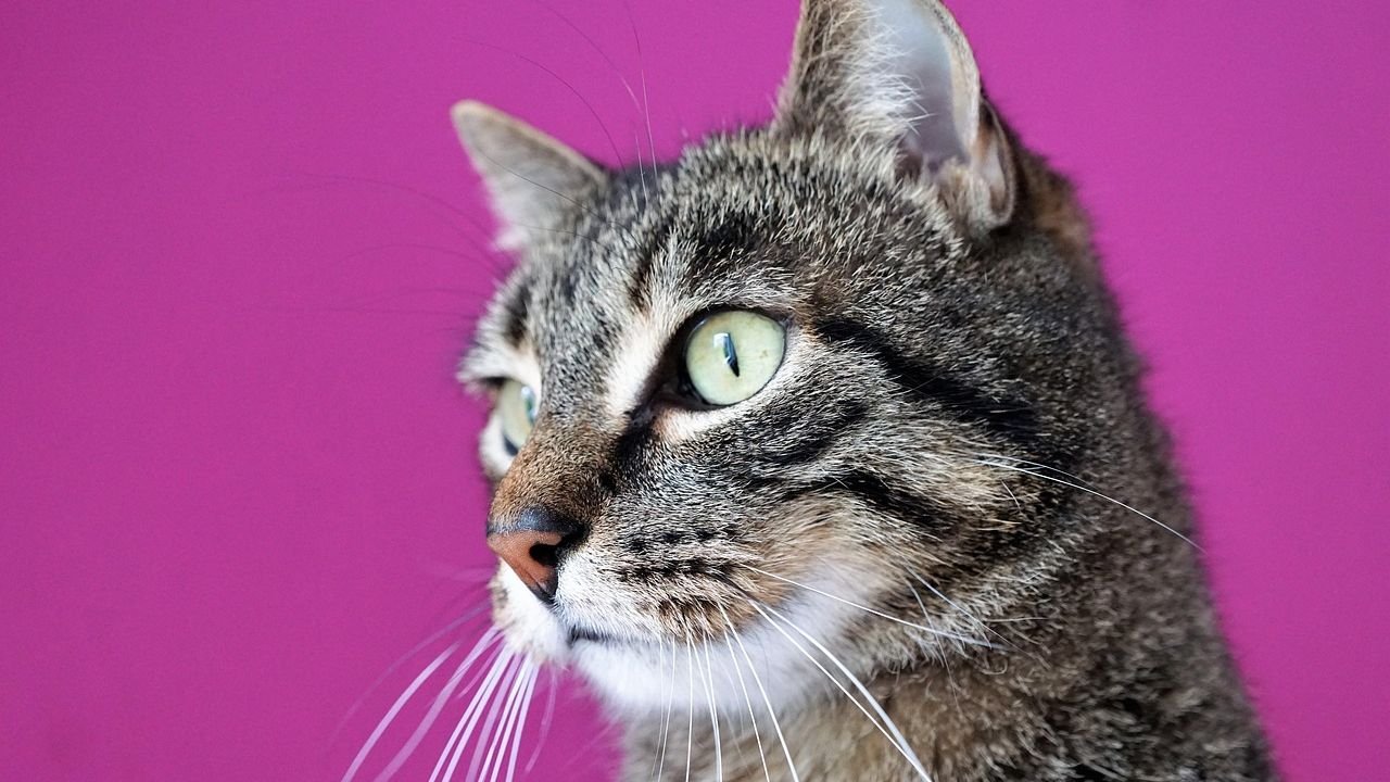 9 Common Cat Behaviors That Mean Something Completely Different Than You Think