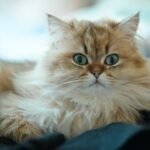 11 Cat Breeds Perfect for Quiet Homes vs. Lively Households