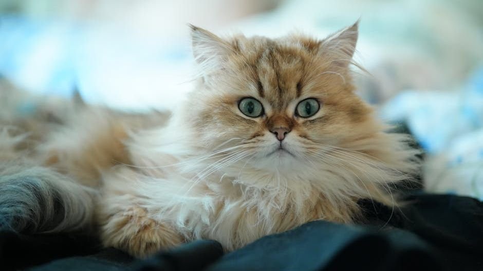 11 Cat Breeds Perfect for Quiet Homes vs. Lively Households
