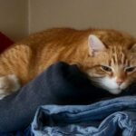 The Cozy Truth: Why Your Cat Loves to Sleep on Your Laundry