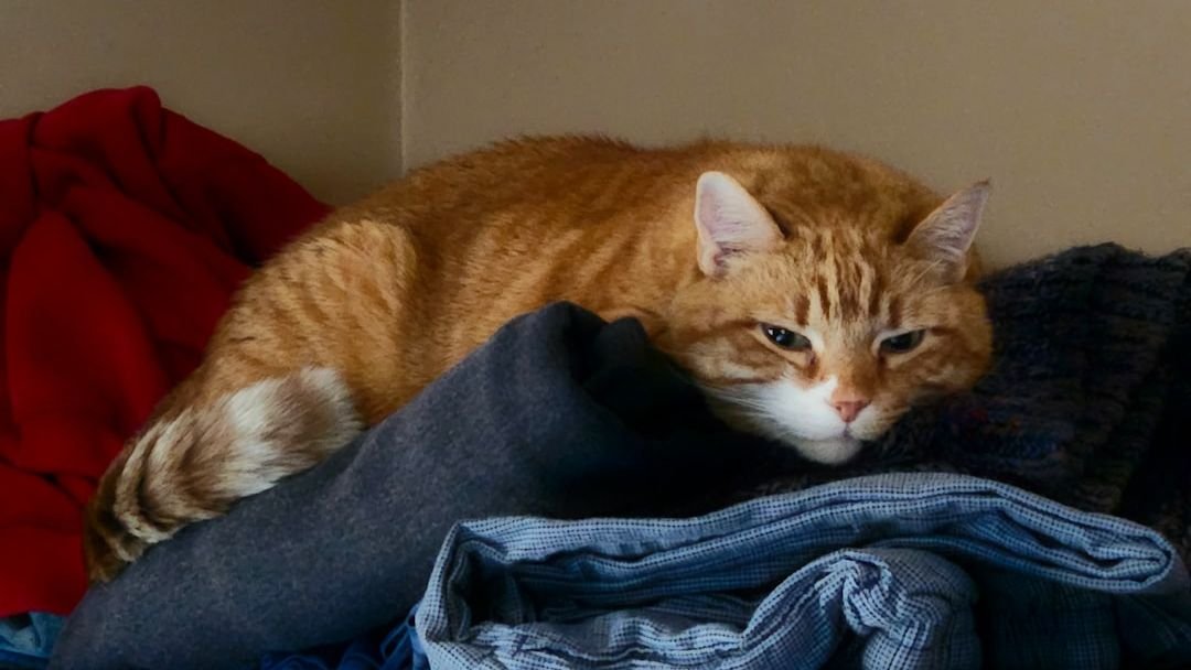 The Cozy Truth: Why Your Cat Loves to Sleep on Your Laundry