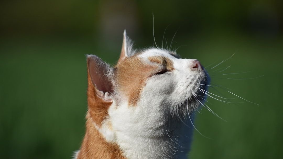 Your Cat's Purr is More Than Just a Sound: It's a Health Boost