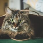 7 Everyday Household Items That Are Secretly Your Cat's Favorites