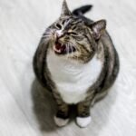 Does Your Cat's Meow Change Based on What They Want? The Vocal Code