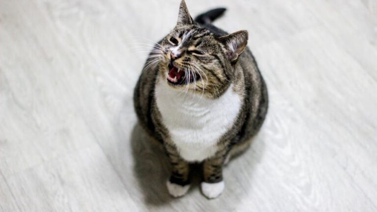 Does Your Cat's Meow Change Based on What They Want? The Vocal Code