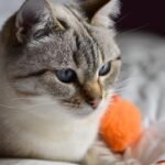 How Can You Tell If Your Cat Is Truly Bored? Signs to Watch For