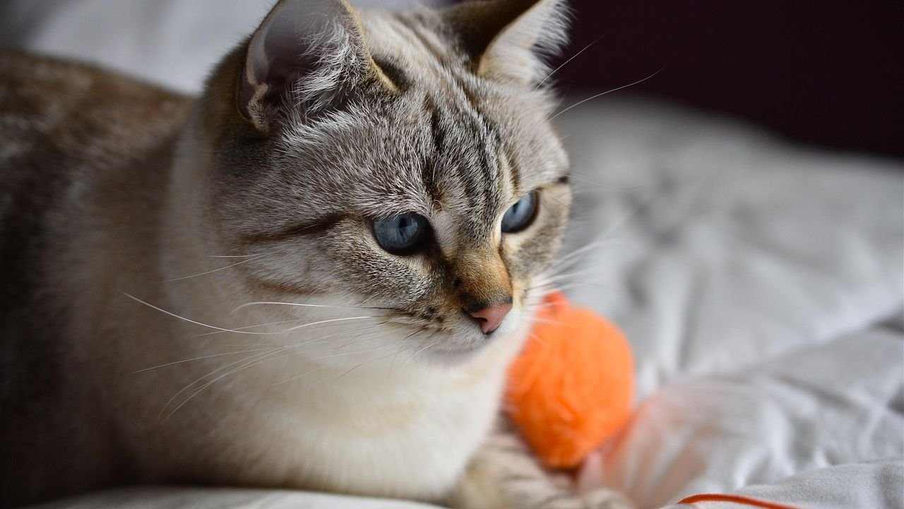 How Can You Tell If Your Cat Is Truly Bored? Signs to Watch For