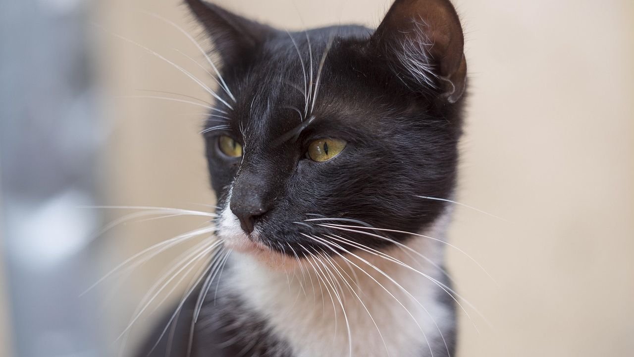 The Silent Language of Cats: What Their Blinks and Ear Twitches Mean