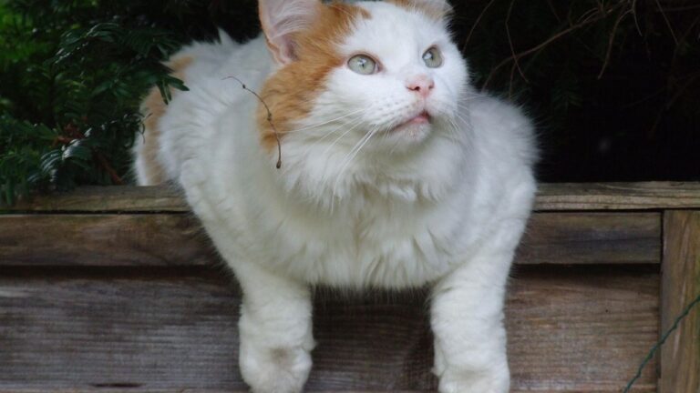 12 Cat Breeds That Are Surprisingly Good at Learning Tricks