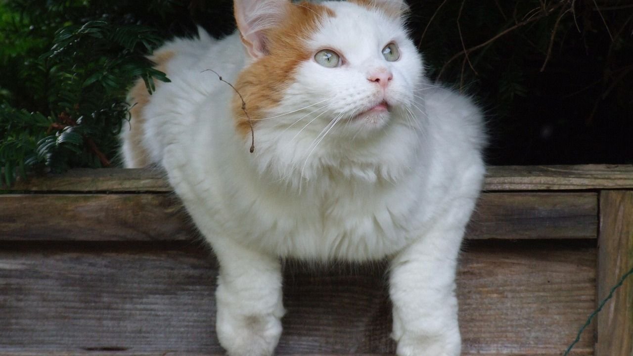 12 Cat Breeds That Are Surprisingly Good at Learning Tricks