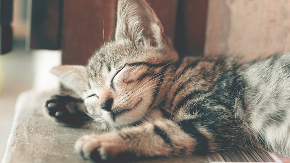 Your Cat's Sleeping Habits Reveal a Lot About Their Personality