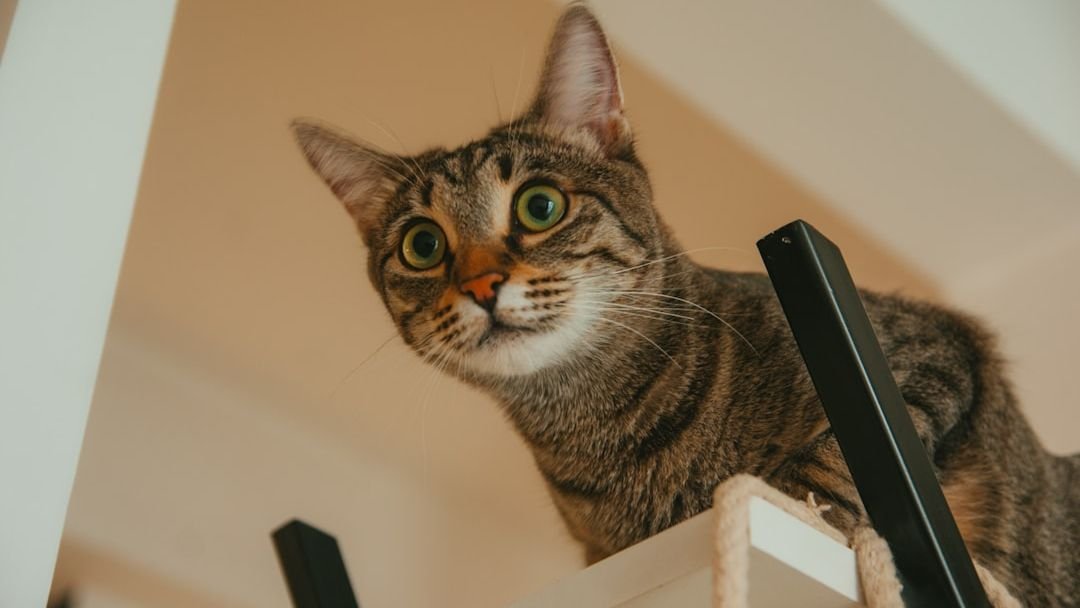 Are You Accidentally Scaring Your Cat? Common Human Habits Explained