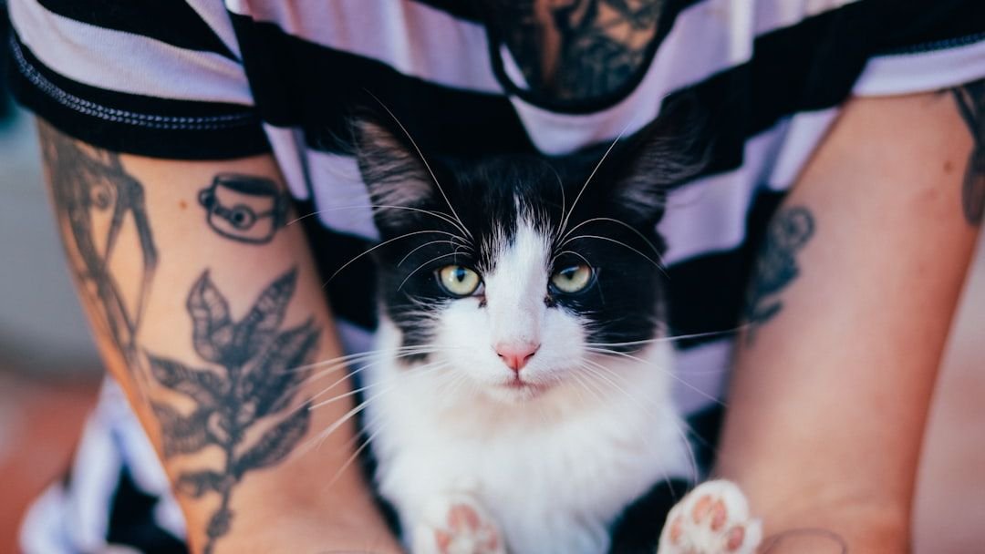10 Unexpected Ways Cats Show They've Adopted You (Not the Other Way Around)
