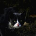 What's the Secret Behind Your Cat's Amazing Night Vision?